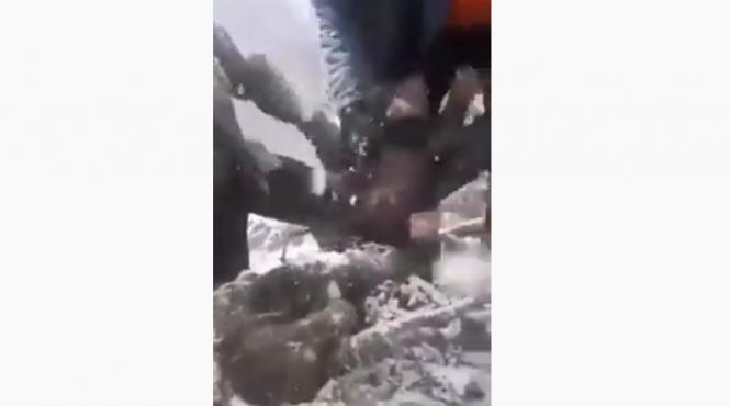 video pui de urs scosi din barlog si aruncati in zapada