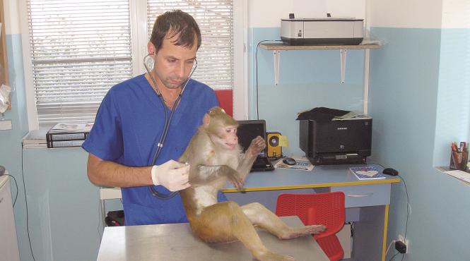 p animalele de companie rasfatate si tratate cu cea mai performanta tehnologie si multa dragoste