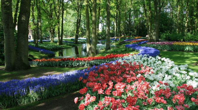 olanda experimenteaza redeschiderea vrei sa vezi lalelele vino cu test