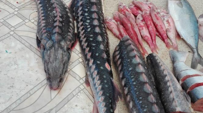 traficul cu sturioni salbatici tot mai greu de stapanit