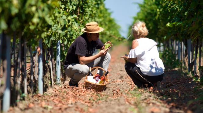 p crama domeniul bogdan sau legatura dintre istorie cultura si natura in arta vinificatiei