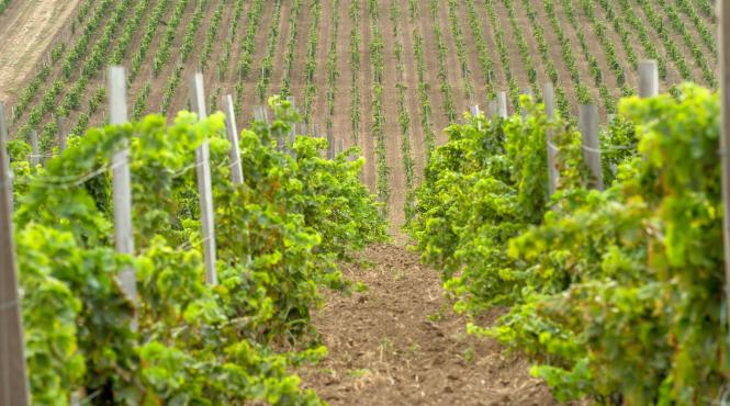 p vinicultura biodinamica intre iubire si arta