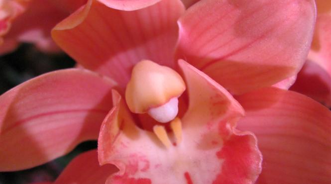 mesaje de constantin si elena mesaje amuzante sms uri si urari pentru prieteni colegi cunoscuti sau familie