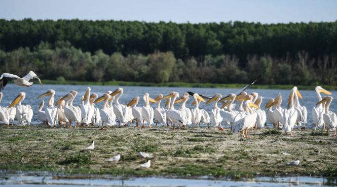 excursie de o zi in delta scurt si la obiect