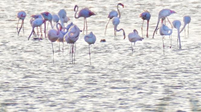 zeci de flamingo s au refugiat in rezervatia delta dunarii