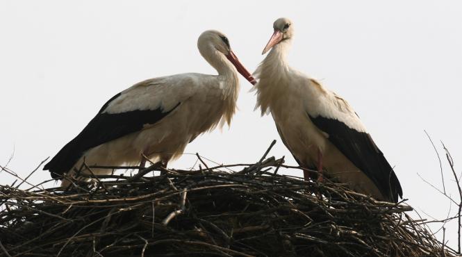 pompierii din arad au salvat trei pui de barza