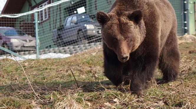 trei turisti speriati de un urs s au inchis intr un refugiu montan au fost salvati de jandarmi