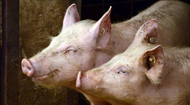 pesta porcina africana descoperita in fermele de porci din germania