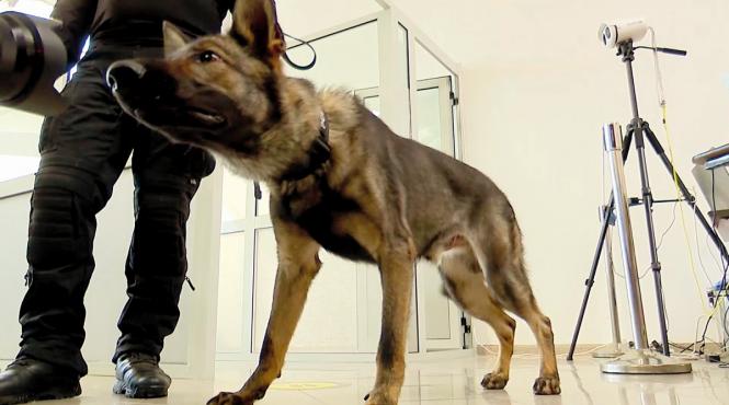 ce spun medicii despre depistarea celor infectati cu ajutorul cainilor