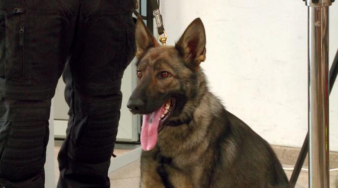 cum detecteaza cainii mirosul de covid 19