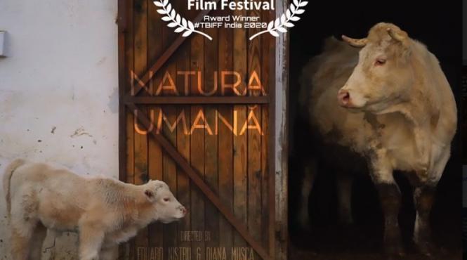 proiectie de film in cadrul expozitiei apocalipsa elefantului alb