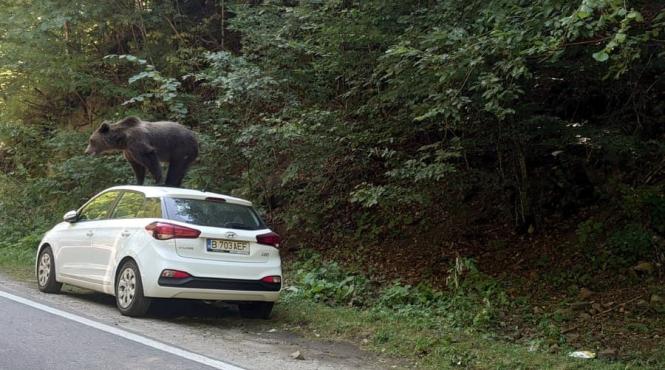 un urs a distrus o masina in arges ce s a intamplat