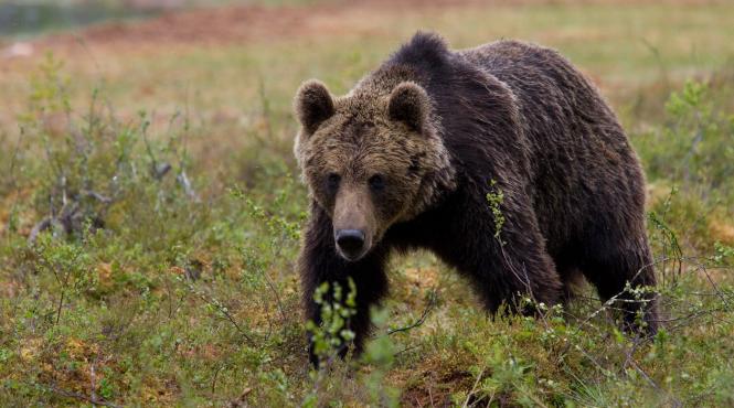 un urs a aparut in curtea unui medic din brasov