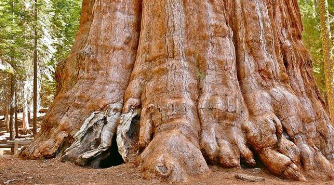 arborii sequoia in pericol 20 dintre cei mai mari copaci din lume au fost distrusi de incendii