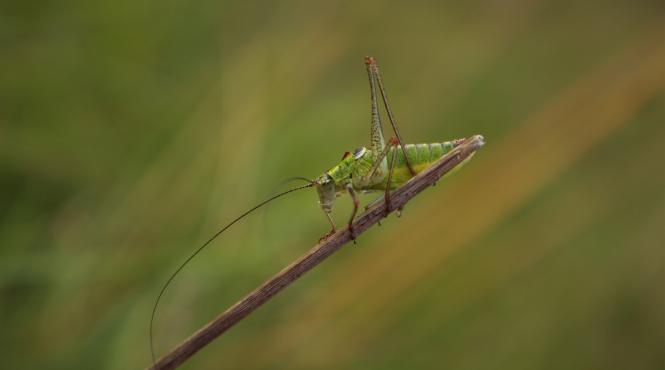 lacusta migratoare intre hrana sustenabila si dezastru ecologic