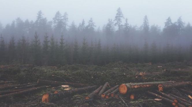 in plina criza energetica romania ignora lemnul si biomasa