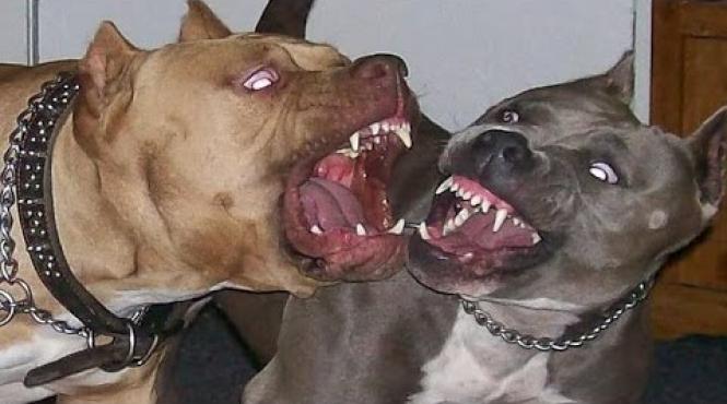 o femeie din arad a fost atacata de doi caini din rasa amstaff