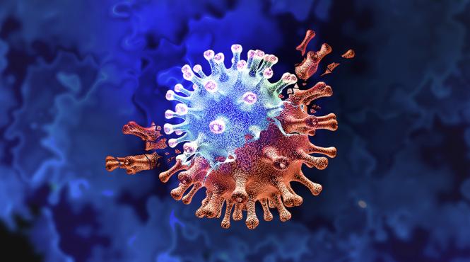 descoperire uimitoare de infectare cu virusul sars cov 2 la caprioare