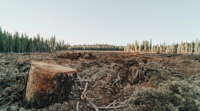 mafia lemnului a taiat la ras mii de hectare de padure dar suprafata impadurita a crescut