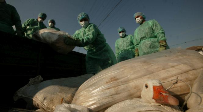 dupa patru ani de lupta cu pesta porcina africana suntem sub cod rosu iar gripa aviara ne da tarcoale
