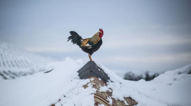 horoscop zilnic 27 ianuarie 2022 o zi buna pentru rac sa incheie orice afacere