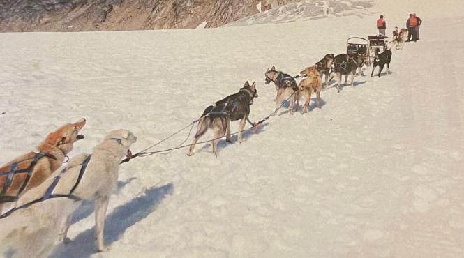 cautandu l pe fram ursul polar