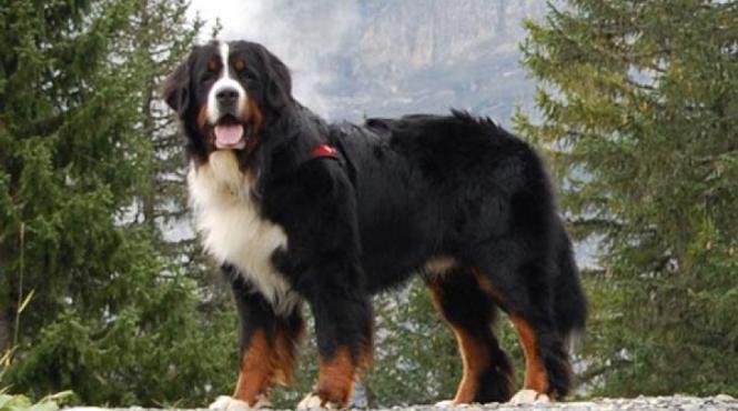 incident incredibil la targu jiu un tanar s a ales cu dosar penal pentru ca si a ingropat cainele intr o padure