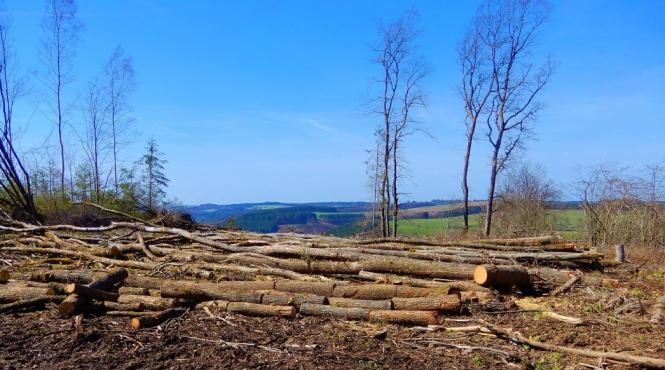statul invita la defrisarea unei suprafete cat doua judete