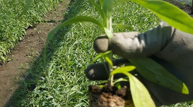 anuntul ministrului agriculturii de la 1 martie vom incepe umplerea canalelor de irigatii