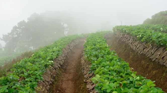 sprijin de 300 de milioane de euro pentru imm urile din agricultura