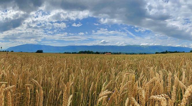 ucraina acuza rusia ca ar fi furat sute de mii de tone de cereale