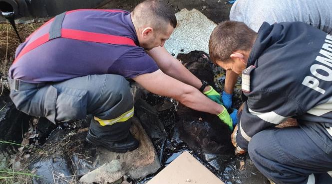 arges interventie de peste 4 ore a pompierilor pentru salvarea unei cateluse prinse in smoala
