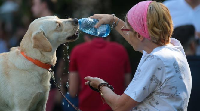 7 ani la zdup pentru zoofilie si 3 ani pentru vanzarea puilor mai mici de 2 luni
