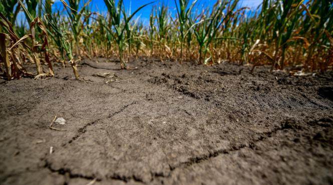 suprafata agricola afectata de seceta a ajuns la 150 565 hectare in 20 de judete