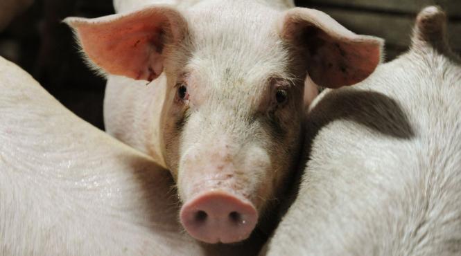 cercetare organe de porc partial reinviate la o ora dupa ce animalul a fost ucis