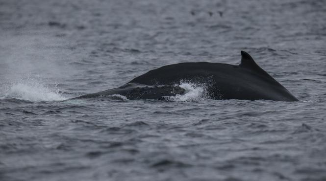 franta plan pentru salvarea unei balene ajunsa in sena