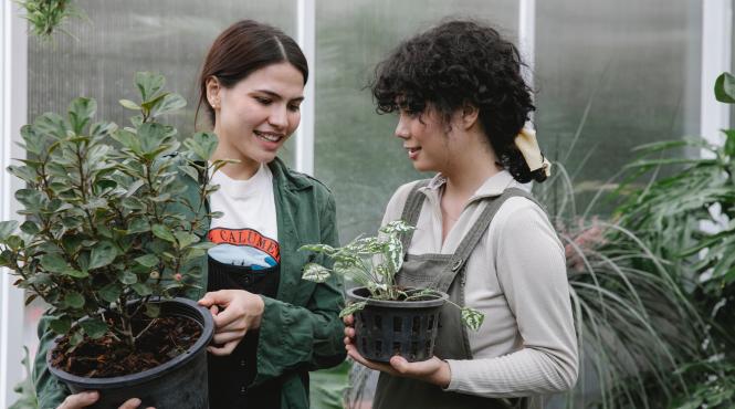 plantele de apartament se pot curata cu lapte sau bere