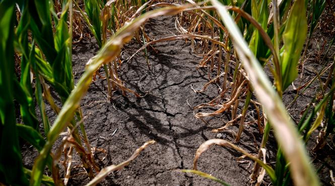 suprafata afectata de seceta a depasit 457 400 de hectare in 35 de judete