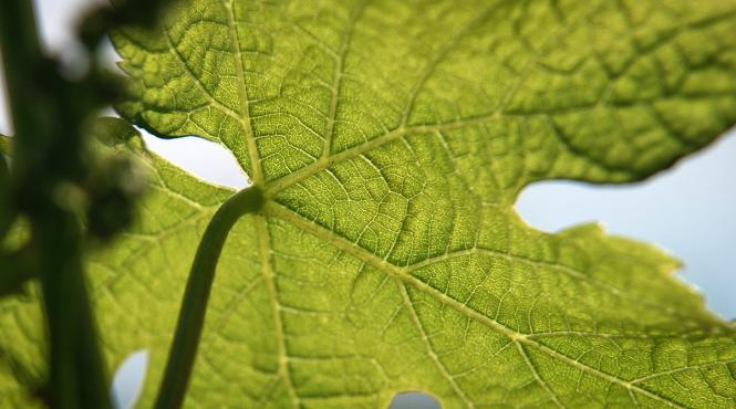 un roman de la cambridge a inventat frunze artificiale care produc combustibil din apa si lumina