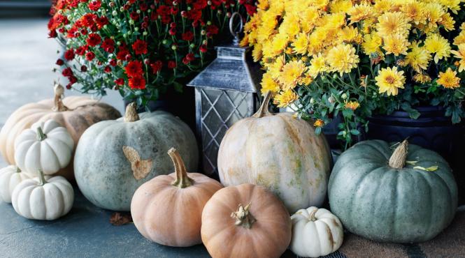 dovleacul vedeta sezonului rece