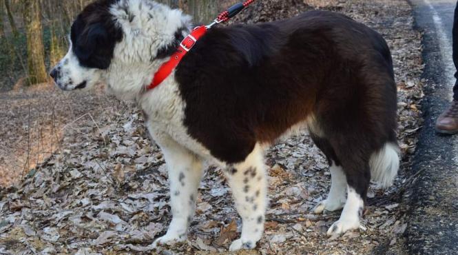 doua persoane cercetate pentru uciderea unui animal au fost retinute pentru 24 de ore