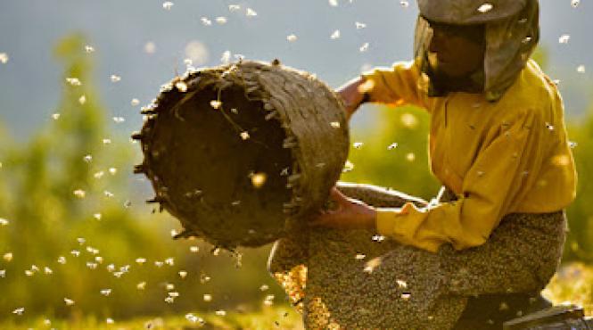 ce putem invata de la albine despre viitorul planetei multi premiatul documentar honeyland va fi proiectat la bucuresti in cadrul one minute older