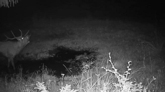 imagini spectaculoase cu boncanitul cerbilor in parcul national piatra craiului