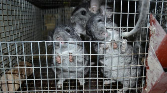 lege pentru eradicarea poligamiei la sinsile