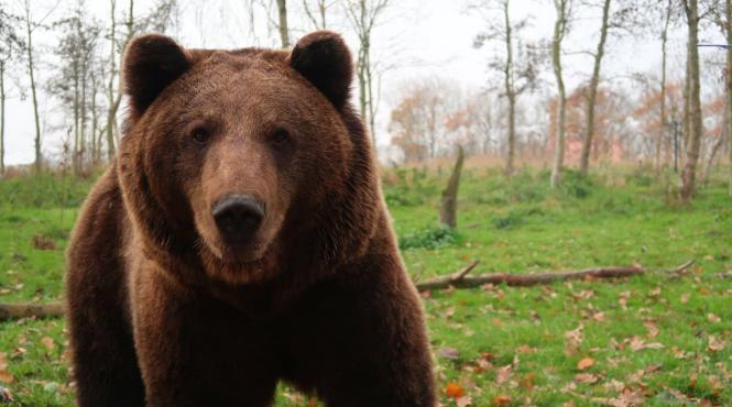 mesaj ro alert in bicaz un urs a fost vazut pe o strada din oras