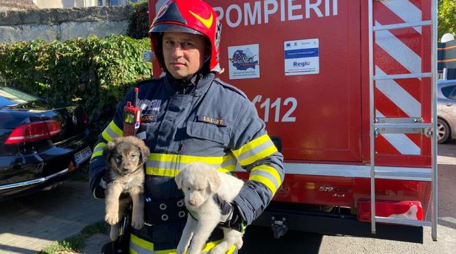 pompierii botosaneni au salvat patru catelusi dintr un canal adanc de trei metri