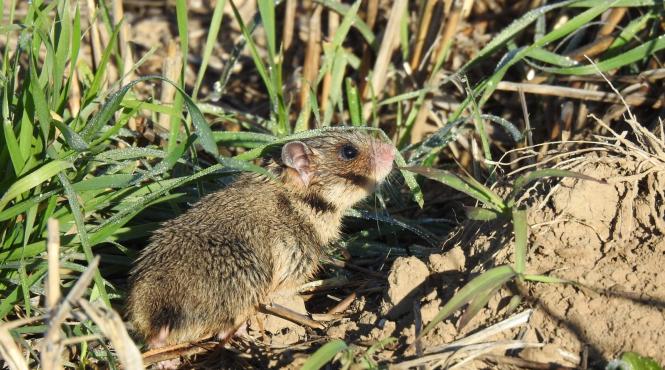 trei exemplare de hamster romanesc gasite in rezervatia biosferei delta dunarii