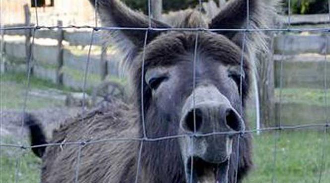 o ferma a animalelor a fost amenajata in interiorul gradinii zoologice din sibiu