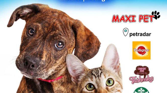 ajuta i sa si gaseasca o familie iubitoare targ de adoptii pentru catei si pisici