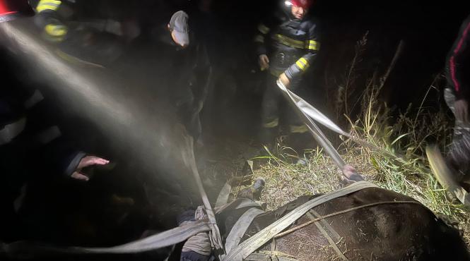 cal salvat dintr o groapa de doi metri de pompierii tulceni